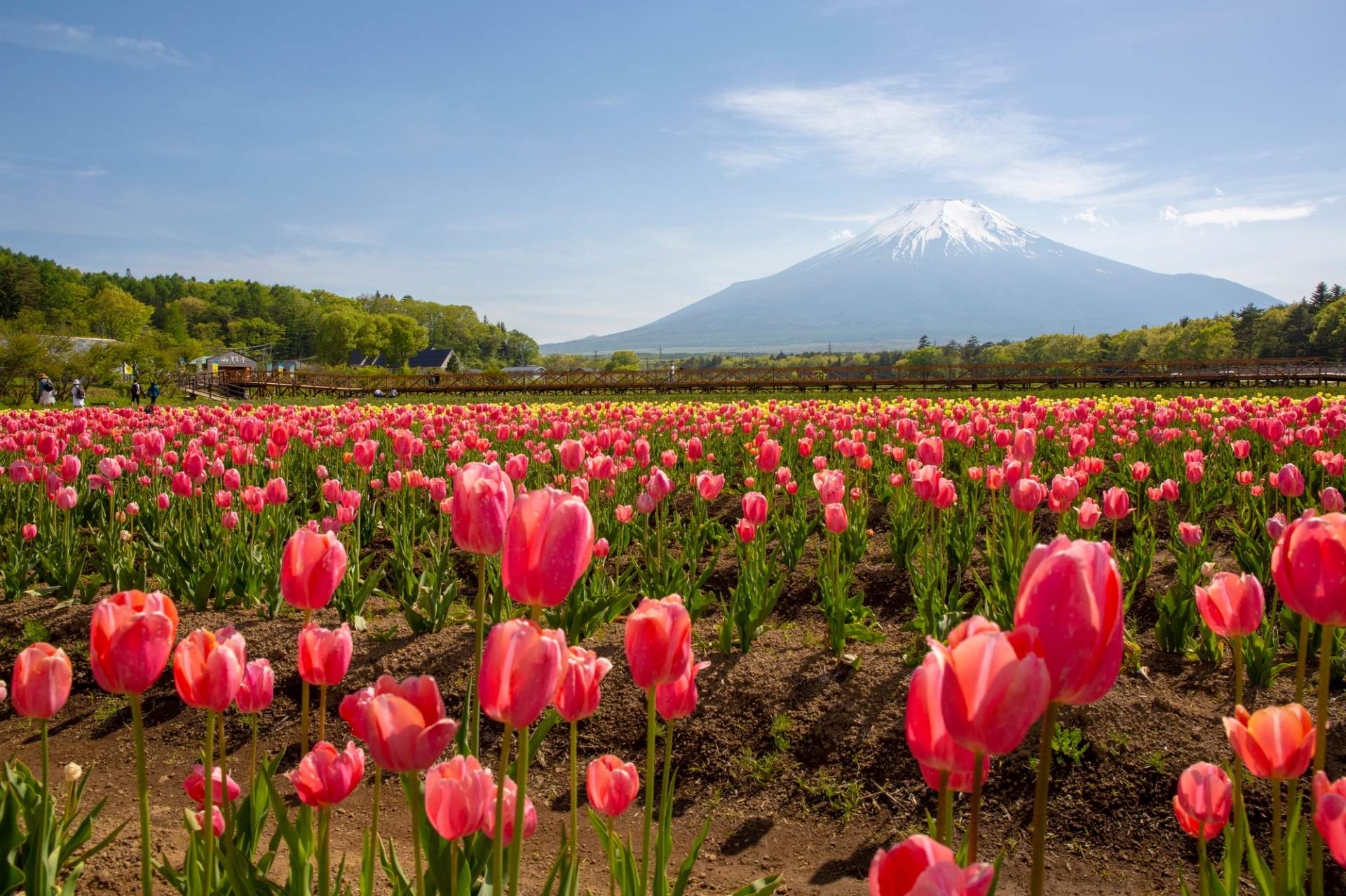 Tour Nhật Bản ngắm hoa anh đào TOKYO - NÚI PHÚ SĨ - PHỐ CỔ NARITASAN 